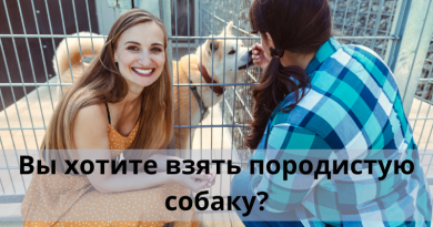 Вы хотите взять породистую собаку?