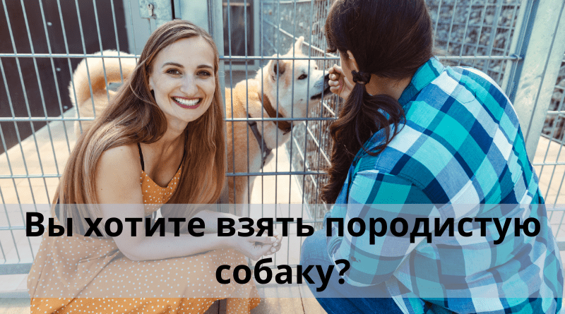 Вы хотите взять породистую собаку?