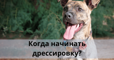 Когда начинать дрессировку?