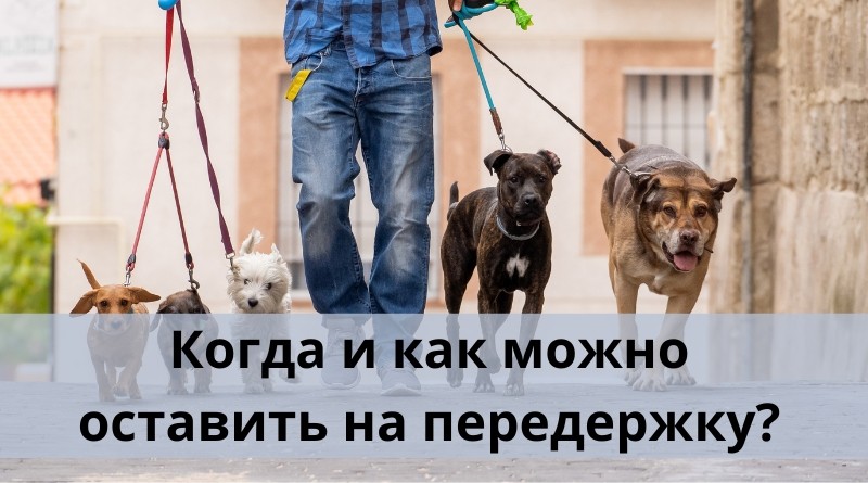 Когда и как можно оставить на передержку?