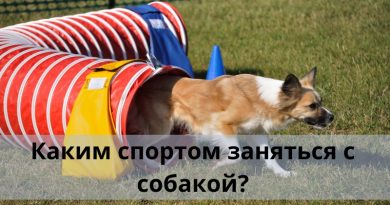 Каким спортом заняться с собакой?