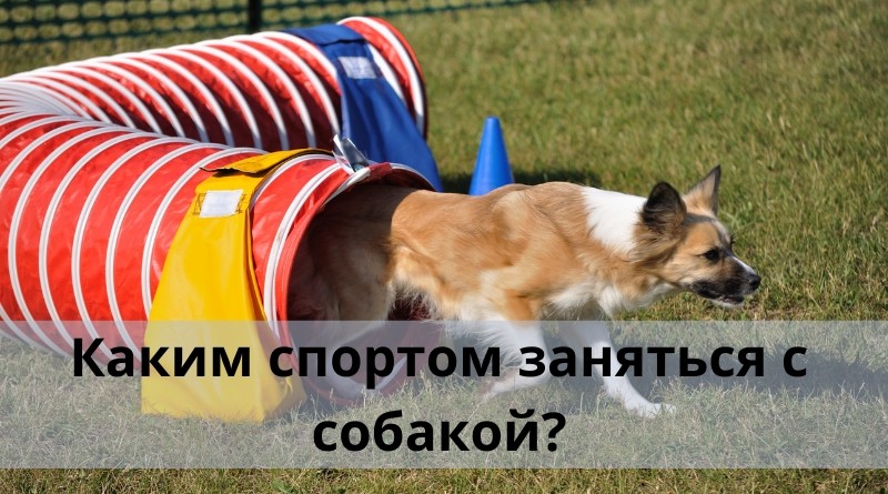 Каким спортом заняться с собакой?