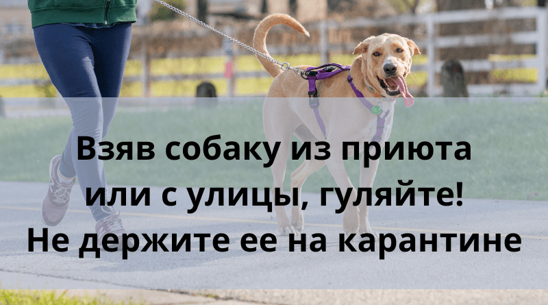 Взяв собаку из приюта или с улицы, гуляйте! Не держите ее на карантине