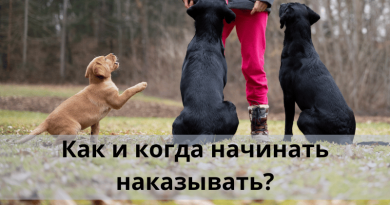 Как и когда начинать наказывать?