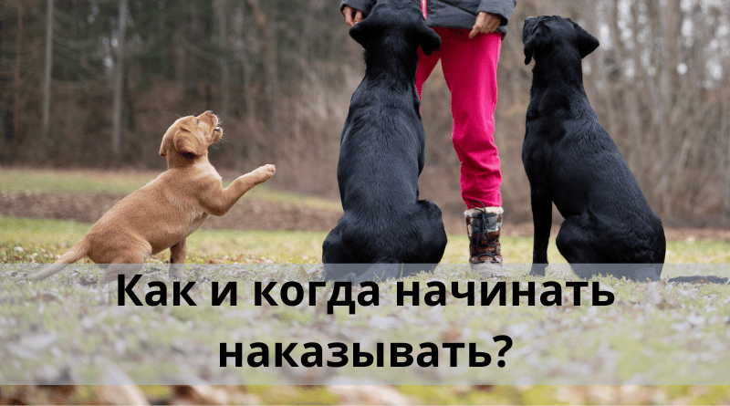 Как и когда начинать наказывать?