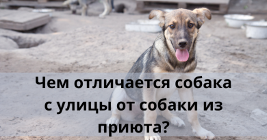 Чем отличается собака с улицы от собаки из приюта?