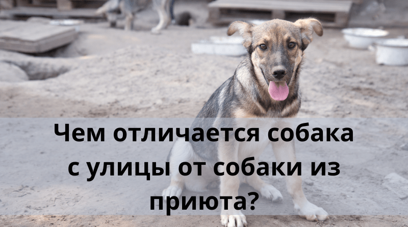 Чем отличается собака с улицы от собаки из приюта?