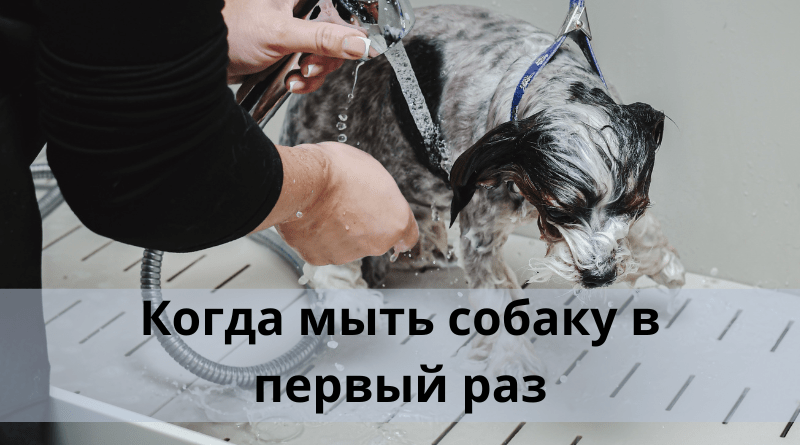 Когда мыть собаку в первый раз?