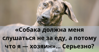 «Собака должна меня слушаться не за еду, а потому что я – хозяин»… Серьезно?