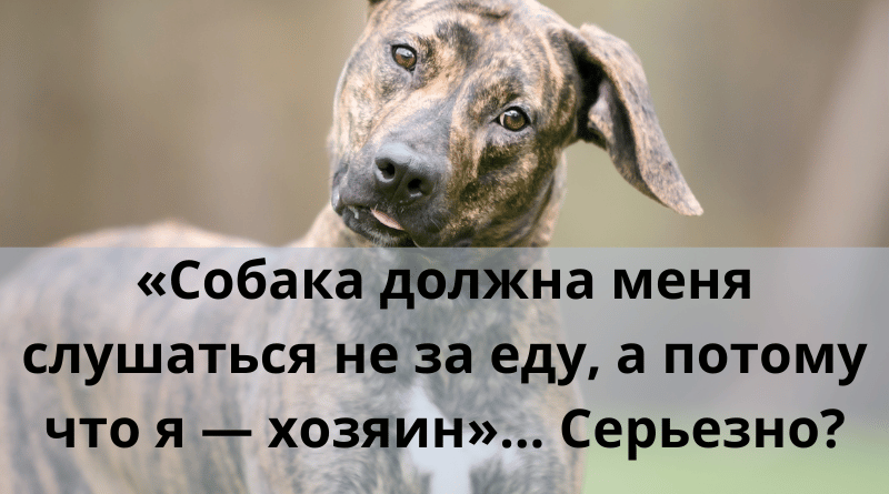 «Собака должна меня слушаться не за еду, а потому что я – хозяин»… Серьезно?