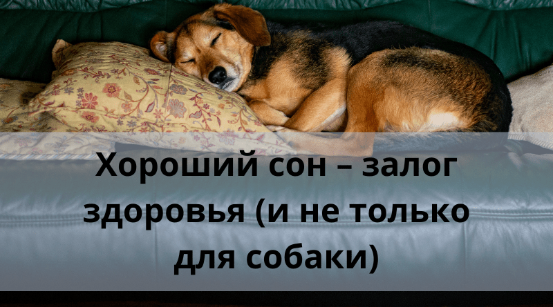 Хороший сон – залог здоровья (и не только для собаки)