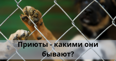 Приюты: какими они бывают?