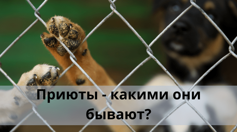 Приюты: какими они бывают?