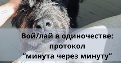 Собака воет или лает одна дома. Протокол "минута через минуту"