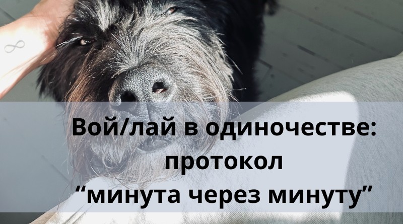 Собака воет или лает одна дома. Протокол "минута через минуту"