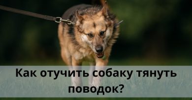 Как отучить собаку тянуть поводок?