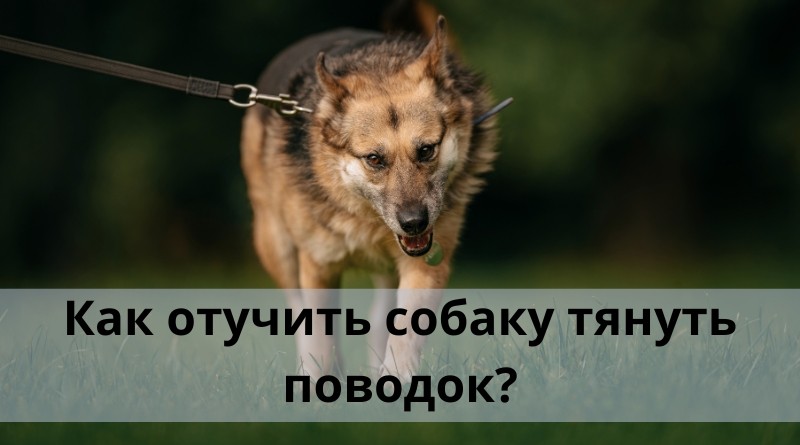 Как отучить собаку тянуть поводок?