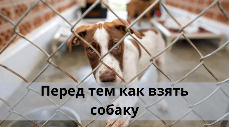 ЧАСТЬ 2. ПЕРЕД ТЕМ КАК ВЗЯТЬ СОБАКУ