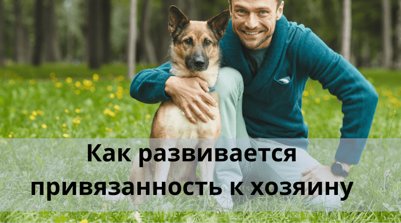 Как развивается привязанность к хозяину?