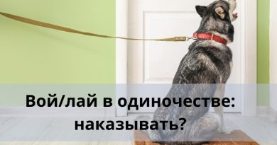 Наказывать ли собаку за вой в одиночестве?