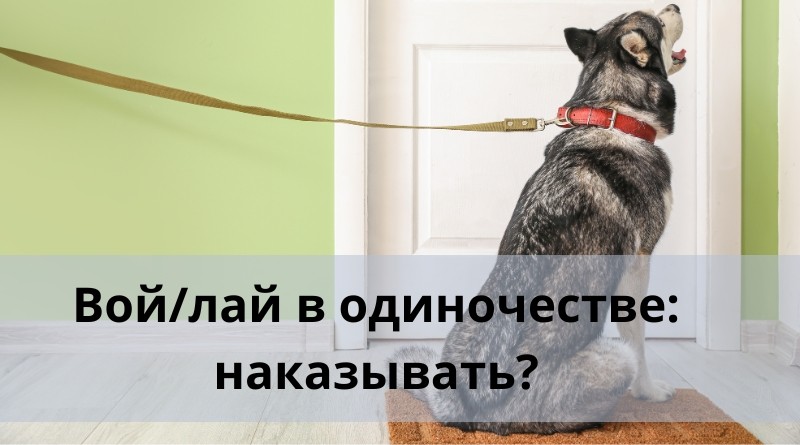 Наказывать ли собаку за вой в одиночестве?