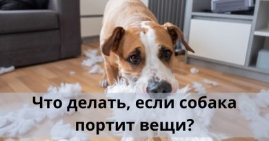 Что делать, если собака портит вещи?