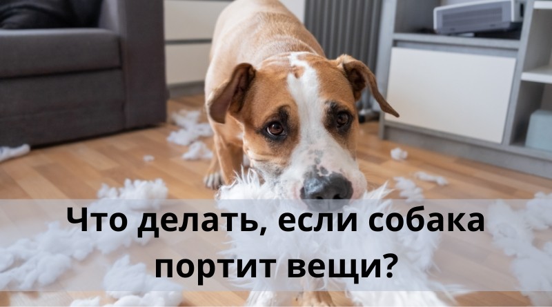 Что делать, если собака портит вещи?