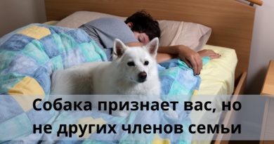 Собака признает вас, но не других членов семьи