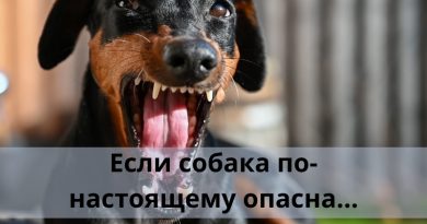 Если собака по-настоящему опасна…