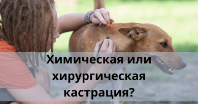 Кастрировать ли собаку? Химическая или хирургическая кастрация?