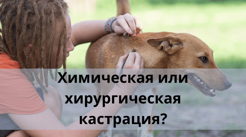 Кастрировать ли собаку? Химическая или хирургическая кастрация?