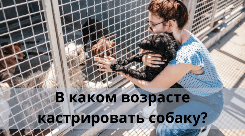 В каком возрасте кастрировать собаку?