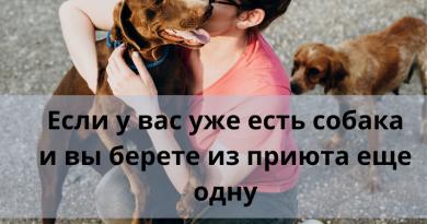 Если у вас уже есть собака и вы берете из приюта еще одну