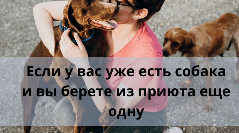 Если у вас уже есть собака и вы берете из приюта еще одну