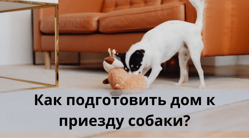 Как подготовить дом к приезду собаки?