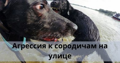 Агрессия к сородичам на улице