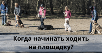 Когда начинать ходить на площадку?