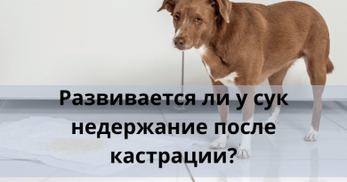 Правда ли, что у сук развивается недержание после кастрации?