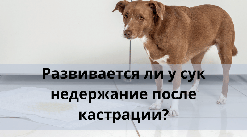 Правда ли, что у сук развивается недержание после кастрации?