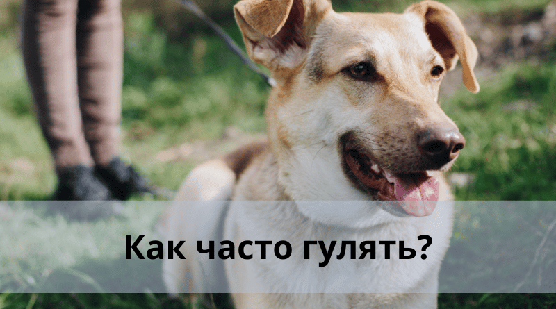 Как часто гулять?