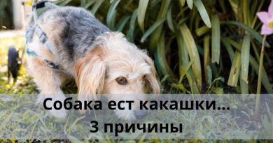 Собака ест какашки… Причины копрофагии