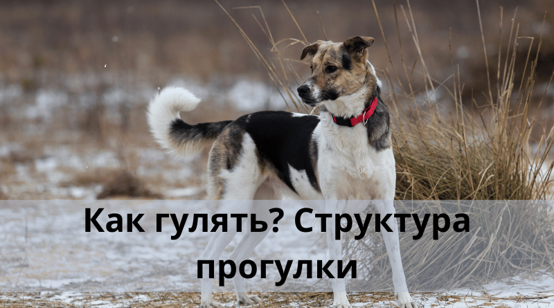 Как гулять? Структура прогулки