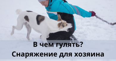 В чем гулять? Снаряжение для хозяина