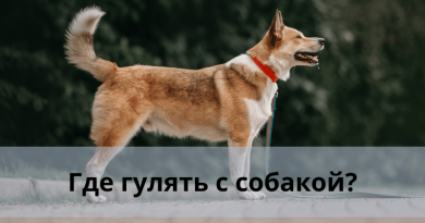 Где гулять с собакой?