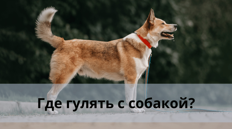 Где гулять с собакой?