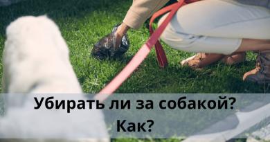 Убирать ли за собакой? Как?