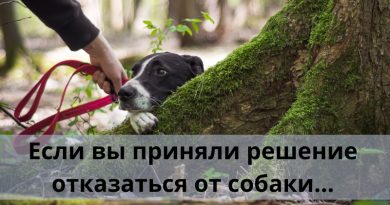 Если вы приняли решение отказаться от собаки…