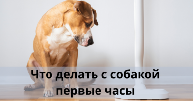 Что делать с собакой первые часы?