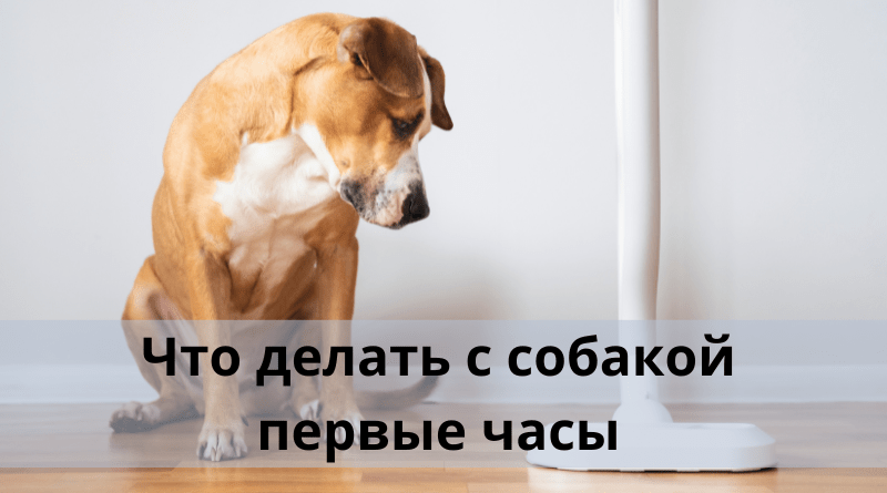 Что делать с собакой первые часы?