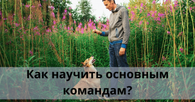 Как научить основным командам?